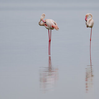 Soysambu - Greater flamingos